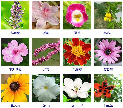 花草名字配图片大全图片