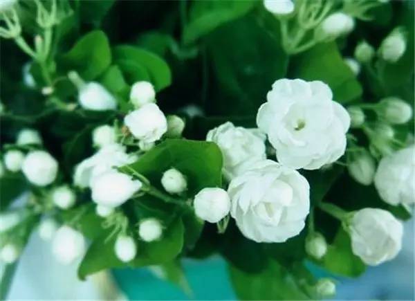 南京和武汉市花为什么是梅花，武汉市花山街道属于哪个区（我国各大省会城市市花集锦）