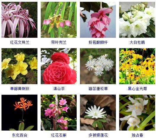 北方常见花卉名称大全图片