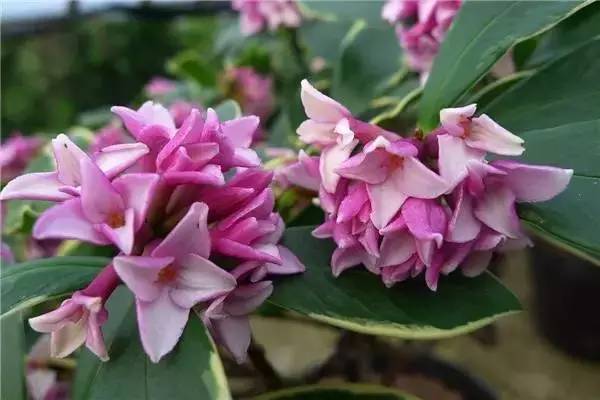 南京和武汉市花为什么是梅花，武汉市花山街道属于哪个区（我国各大省会城市市花集锦）