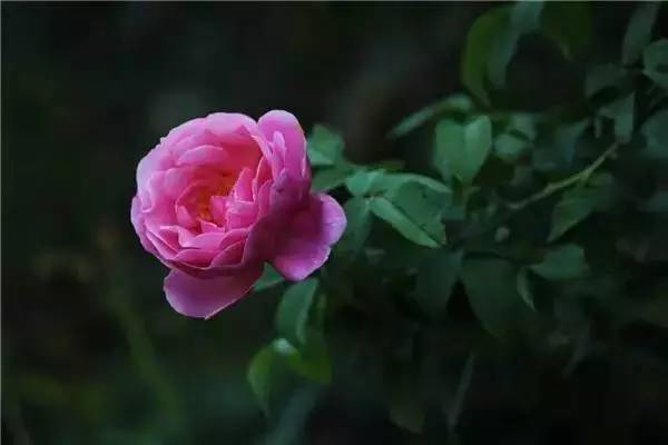 南京和武汉市花为什么是梅花，武汉市花山街道属于哪个区（我国各大省会城市市花集锦）