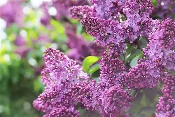 南京和武汉市花为什么是梅花，武汉市花山街道属于哪个区（我国各大省会城市市花集锦）