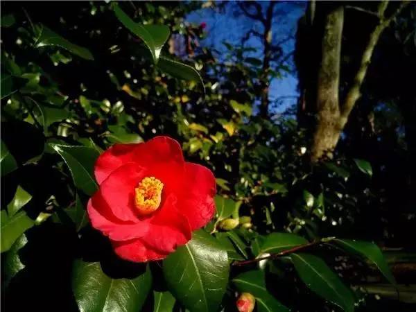 南京和武汉市花为什么是梅花，武汉市花山街道属于哪个区（我国各大省会城市市花集锦）