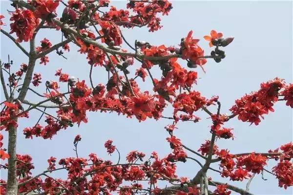 南京和武汉市花为什么是梅花，武汉市花山街道属于哪个区（我国各大省会城市市花集锦）