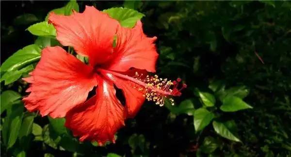 南京和武汉市花为什么是梅花，武汉市花山街道属于哪个区（我国各大省会城市市花集锦）