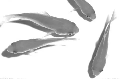 孕妇梦见橘子是胎梦吗，孕妇梦到橘子什么意思（说说那些稀奇古怪的胎梦）