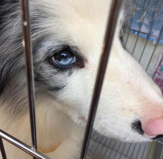 陨石边境牧羊犬价格,在宠物店拍到一只蓝色眼睛的陨石边牧