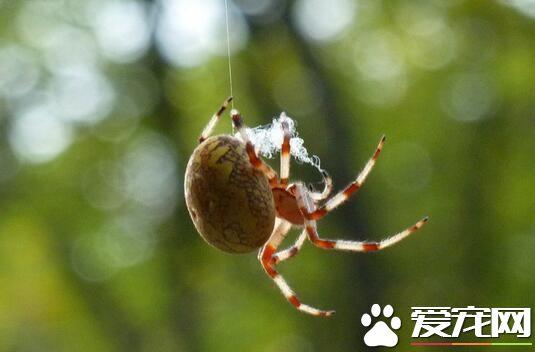 巴西白膝头蜘蛛，世界上最大的蜘蛛王是什么（常见的几种宠物蜘蛛的种类）