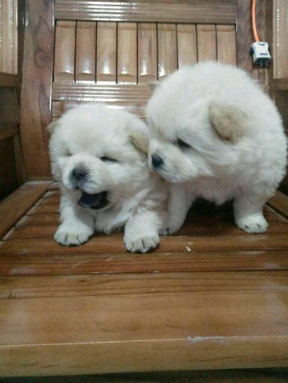 松狮犬多少钱一只，纯种松狮犬和防爆犬多少钱一只啊（朋友家养的松狮说转给我800一只好回家过年）