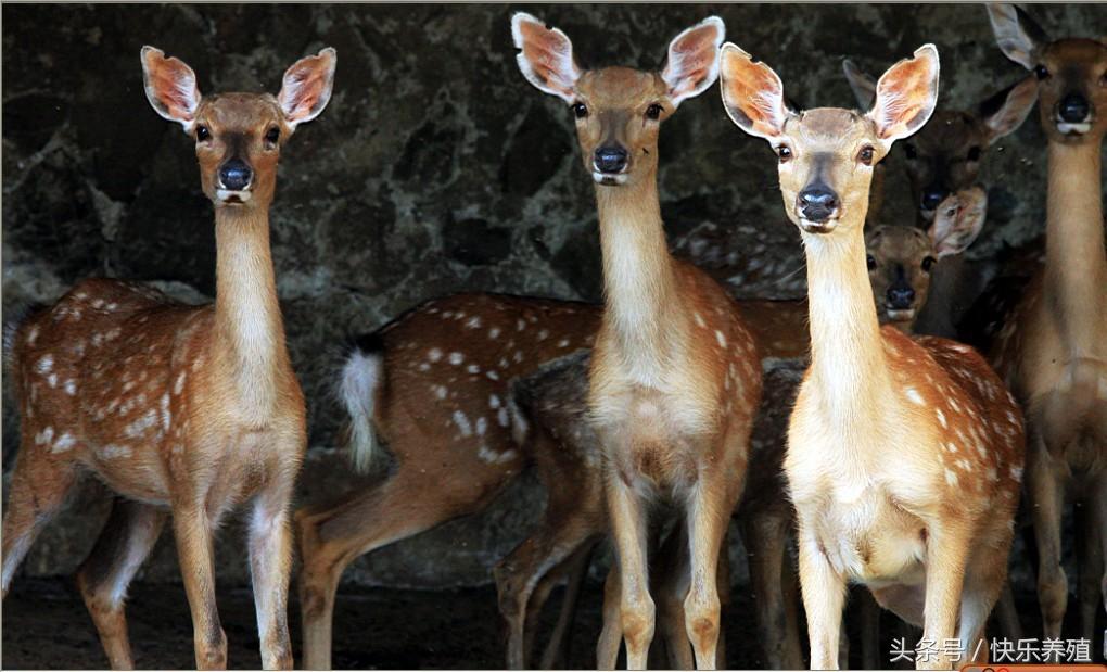梅花鹿圈养和散养哪个方式好，散养梅花鹿有什么好处（梅花鹿养殖10问）