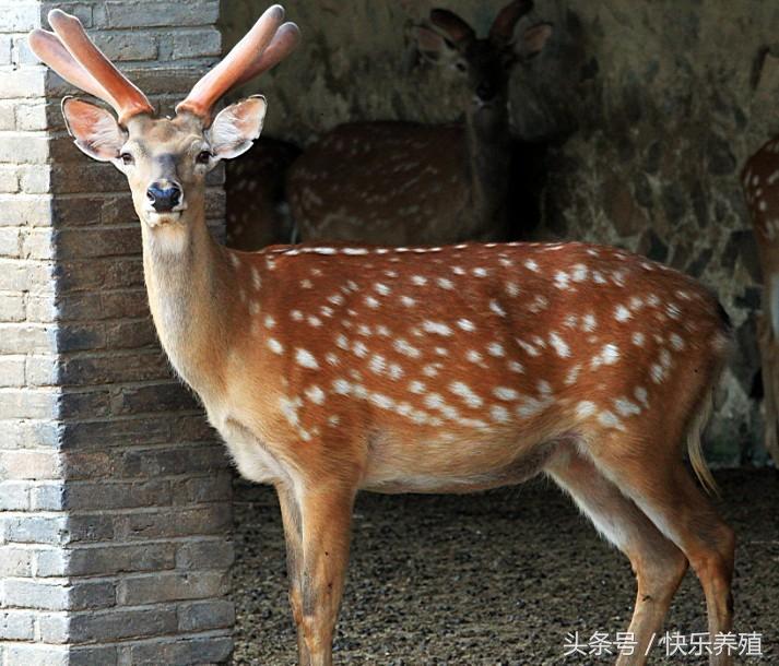 梅花鹿圈养和散养哪个方式好，散养梅花鹿有什么好处（梅花鹿养殖10问）