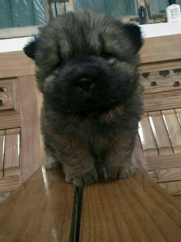 松狮犬多少钱一只，纯种松狮犬和防爆犬多少钱一只啊（朋友家养的松狮说转给我800一只好回家过年）