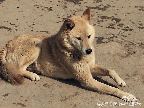 捷克狼犬,是狼狗還是哈士奇(捷克狼犬)