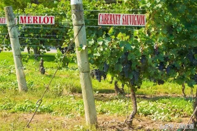 葡萄有哪些品种，葡萄有什么品种（大葡萄品种，有）
