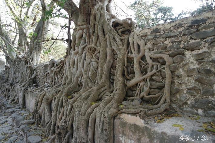 埃塞俄比亚民族习俗，埃塞俄比亚的风土人情（谁能接受这个奇怪风俗我服）