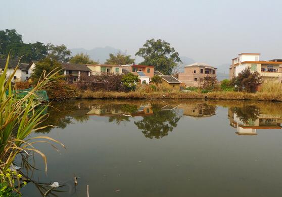 在野外烤鱼怎么烤，在野外烤鱼怎么烤好吃（我在老家农村池塘边就地取材）