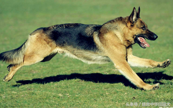 捷克狼犬,是狼狗还是哈士奇(捷克狼犬)