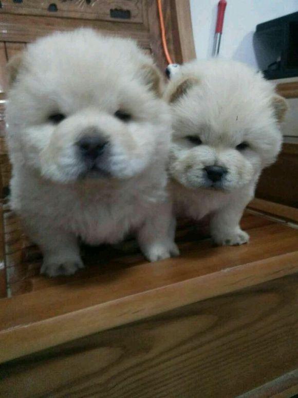 松狮犬多少钱一只，纯种松狮犬和防爆犬多少钱一只啊（朋友家养的松狮说转给我800一只好回家过年）