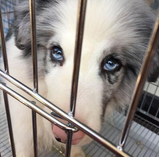 陨石边境牧羊犬价格,在宠物店拍到一只蓝色眼睛的陨石边牧