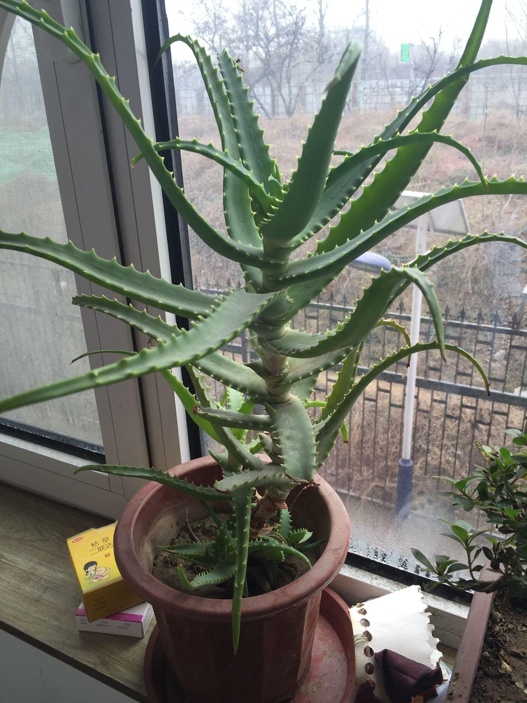 芦荟可以去眼袋吗，芦荟能去眼袋吗（神奇的芦荟）