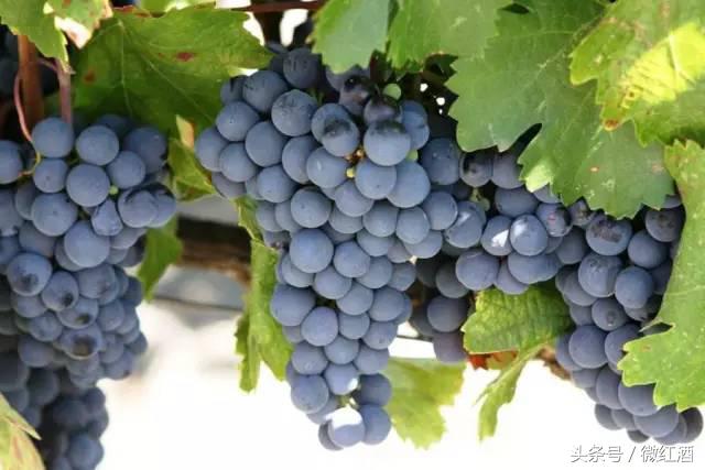 葡萄有哪些品种，葡萄有什么品种（大葡萄品种，有）