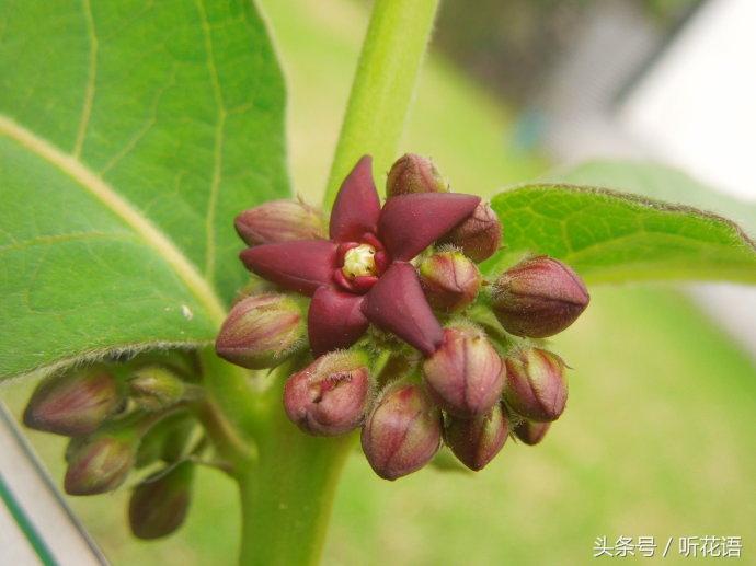 好看玉桂 紫桂玉活 当归郁子 白仙徐长卿 消遥竹耶~我名字就是翻