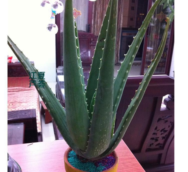 芦荟可以去眼袋吗，芦荟能去眼袋吗（神奇的芦荟）