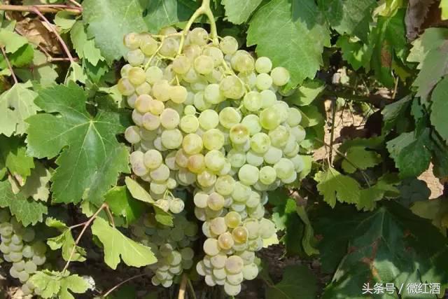 葡萄有哪些品种，葡萄有什么品种（大葡萄品种，有）