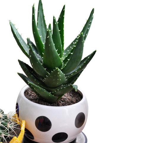 芦荟可以去眼袋吗，芦荟能去眼袋吗（神奇的芦荟）