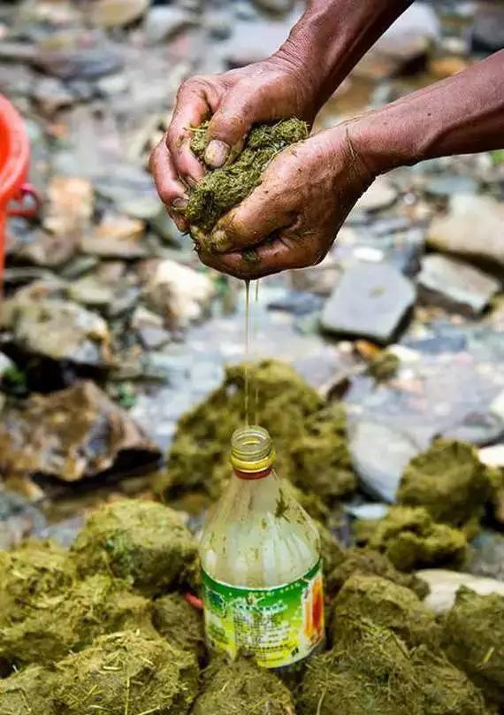 牛瘪汤怎样做才好吃,它为什么会被称为贵州神汤(牛瘪汤绝对是史上最重口味的一道菜) 牛瘪汤怎样做才好吃,它为什么会被称为贵州神汤(牛瘪汤绝对是史上最重口味的一道菜)