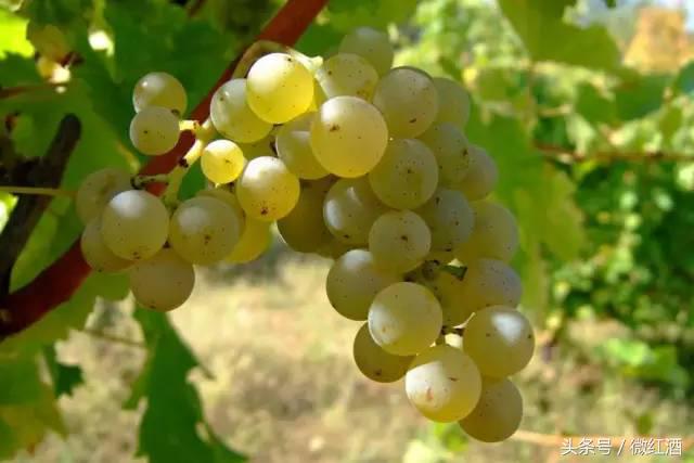 葡萄有哪些品种，葡萄有什么品种（大葡萄品种，有）