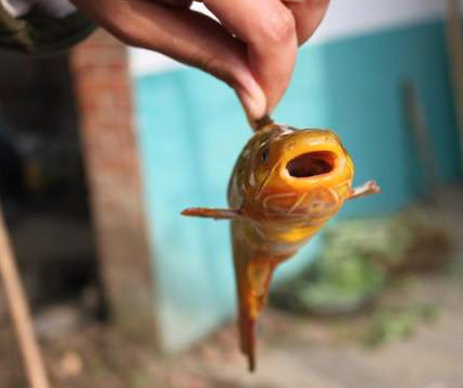 黄骨鱼是发物吗，干煎黄骨鱼（有些人却不能食用）