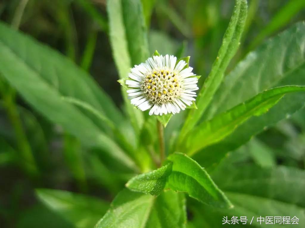 中国唯一的中草药染发剂，中国的中草药染发剂（纯天然的草本“染发剂”）