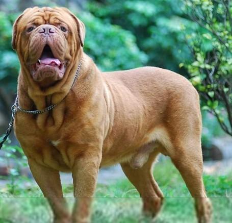 法国的波尔多地区曾经被英国统治,当地的猎犬与英国马士提夫犬,还有