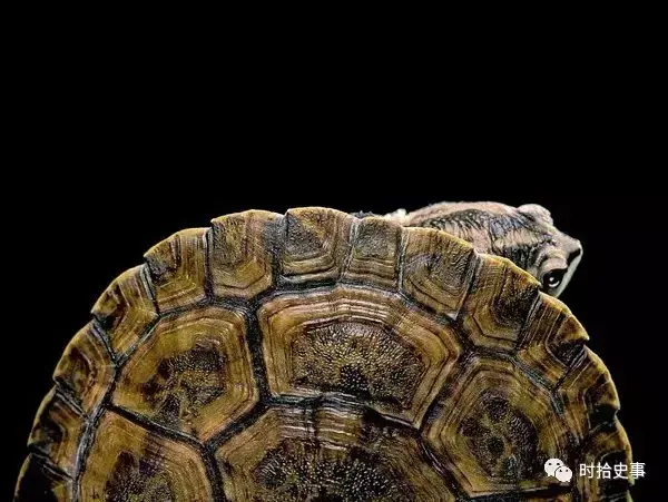 中国人千年养龟史：从祥瑞到“穷三代”，龟宠背后的兴衰与代价