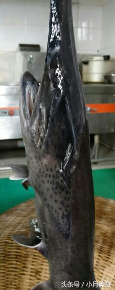 鸭嘴鱼吃什么食物，鸭嘴鱼爱吃什么（中午老爸的拿手好菜----鸭嘴鱼）