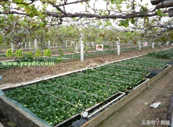  鳝鱼的养殖技术，黄鳝养殖技术全集