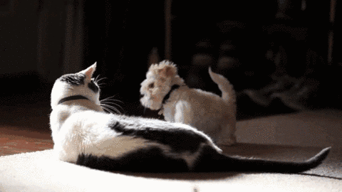 猫猫拳表情包gif图片