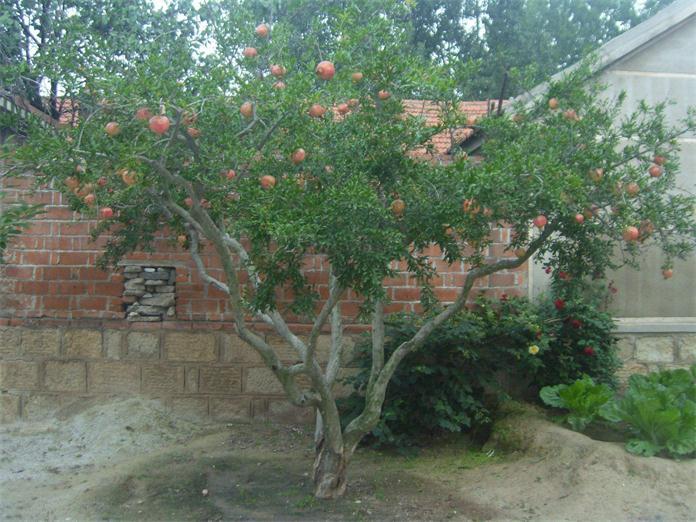 桃木是什么树,为什么桃木挂件不能随便挂(农家院里,有哪些树不能种)