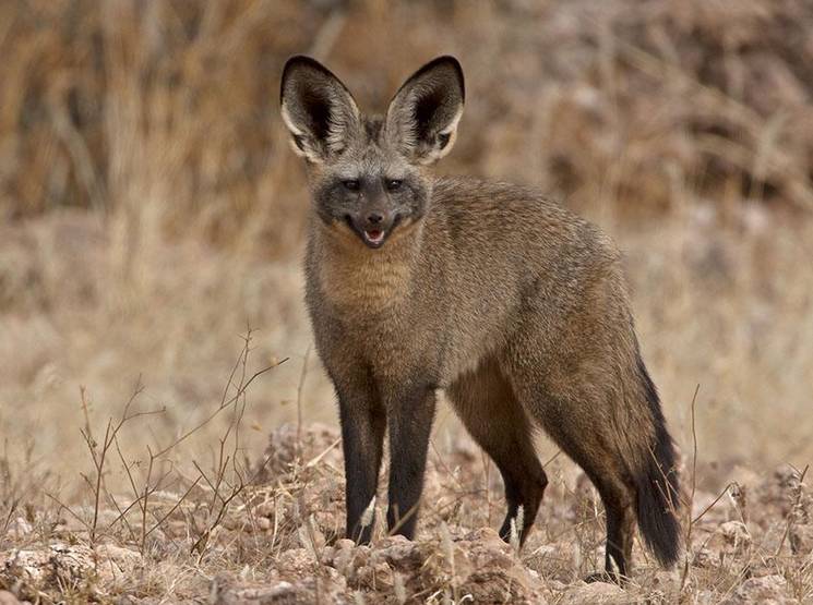 耳朵会动的人说明什么,耳朵会动的人是不是很聪明(为什么很多动物耳朵