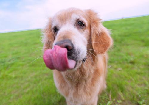 大的金毛犬价格多少钱 大型的金毛犬