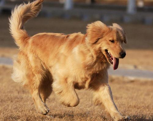 大的金毛犬价格多少钱 大型的金毛犬