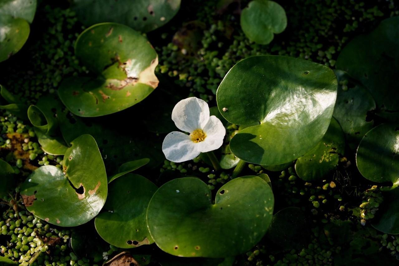 水生植物照片图片