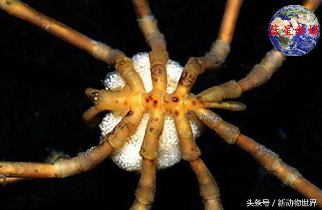 世界最大的螃蟹，最大的螃蟹十大排名（以吞食珊瑚和海星为生）