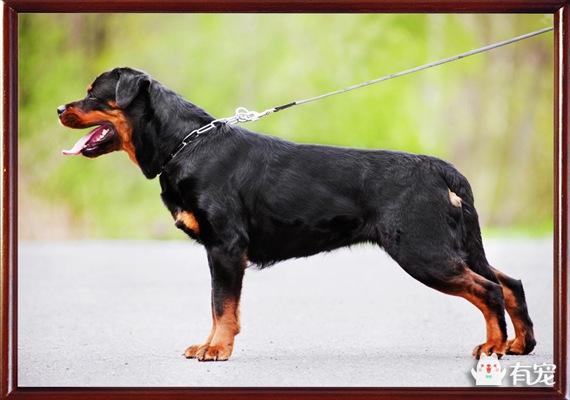 罗威纳在护卫犬中的排名，世界最著名的十种极品护卫犬