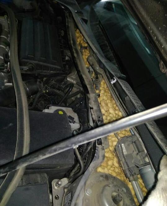 老鼠存花生被发现，鲜花生能冷冻保存吗（老鼠存了一年的花生就这样被没收了）