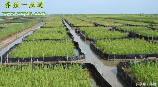  鳝鱼的养殖技术，黄鳝养殖技术全集