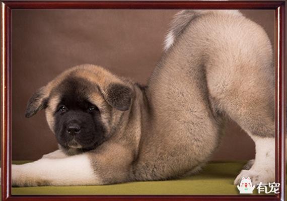 罗威纳在护卫犬中的排名，世界最著名的十种极品护卫犬