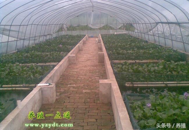  鳝鱼的养殖技术，黄鳝养殖技术全集