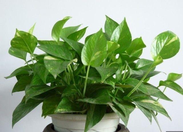 绿萝有毒吗，养绿萝需要注意了（绿萝有毒吗我家狗子吃了一片叶子）